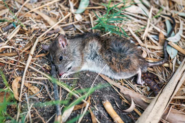 Dead Animal Removal Beaconsfield