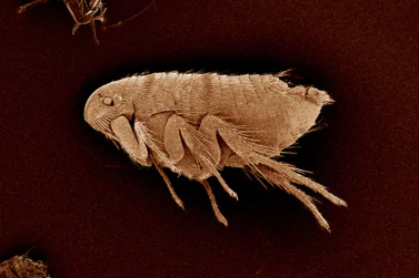 Flea Control Beaconsfield