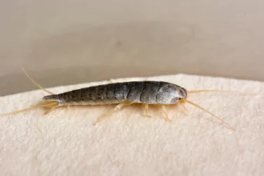 Silverfish Control Beaconsfield